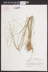 Poa cuspidata image