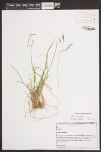 Poa cuspidata image