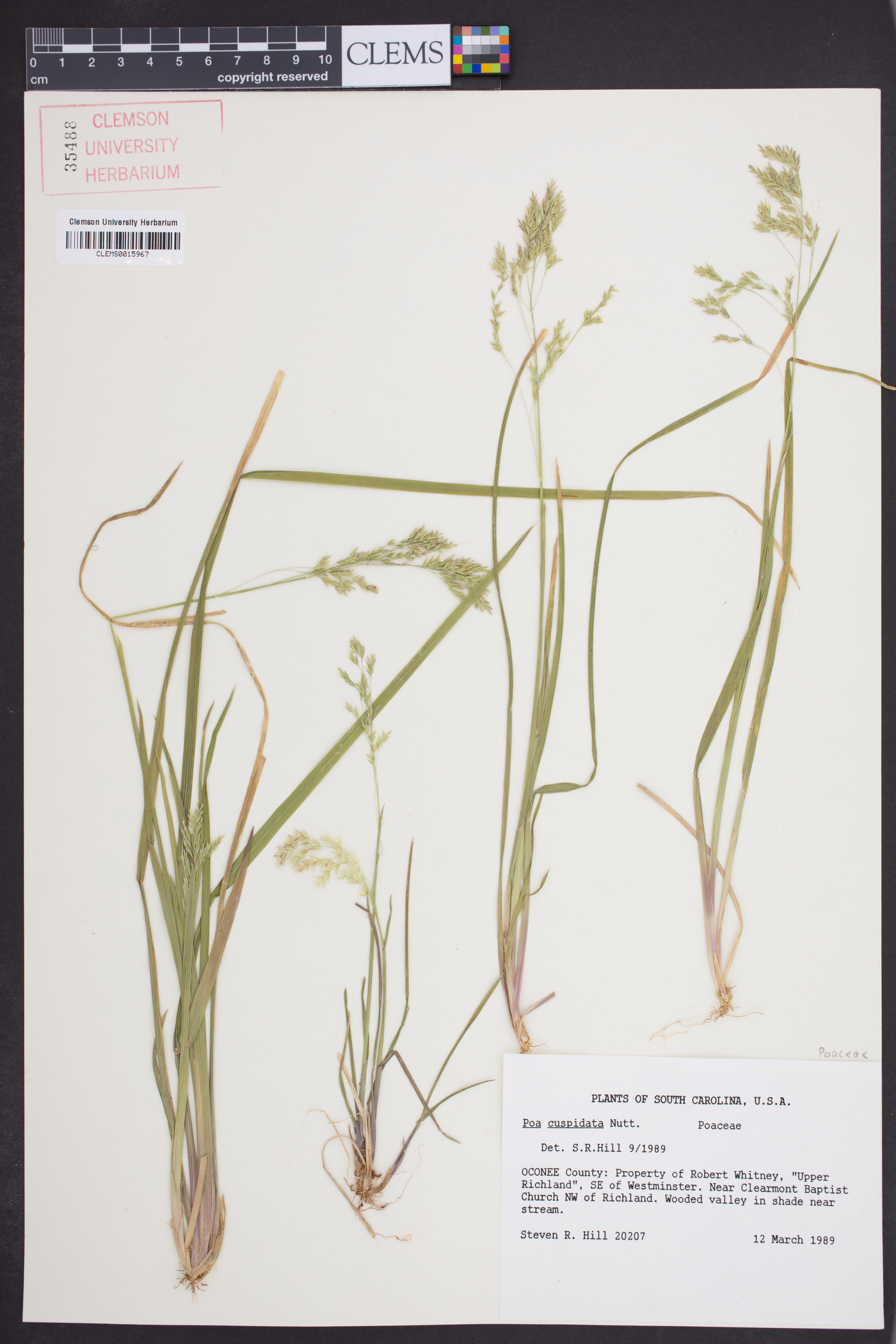 Poa cuspidata image