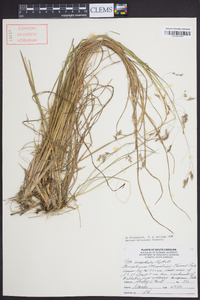 Poa cuspidata image