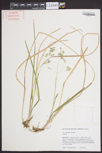 Poa cuspidata image