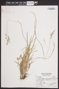 Poa cuspidata image