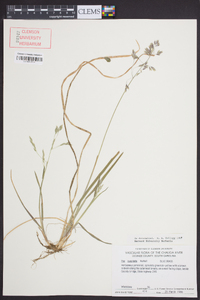 Poa cuspidata image