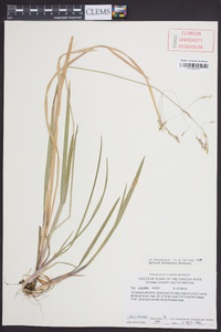 Poa cuspidata image