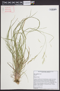 Poa cuspidata image