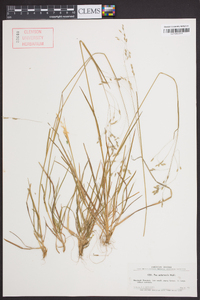 Poa autumnalis image