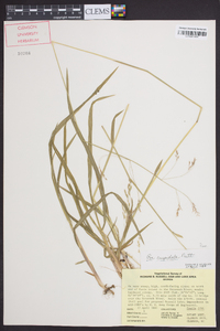 Poa cuspidata image