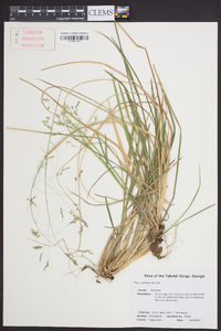 Poa cuspidata image