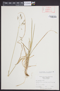 Poa cuspidata image