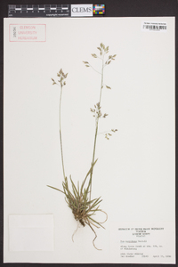 Poa cuspidata image