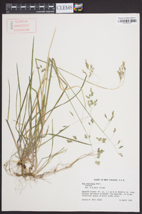 Poa cuspidata image