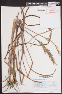 Saccharum brevibarbe var. contortum image