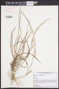 Schizachyrium stoloniferum image