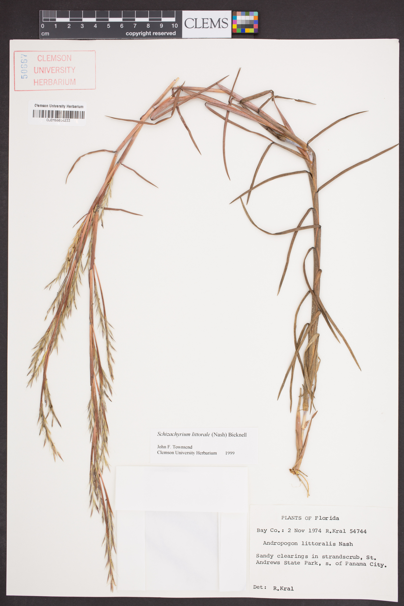 Schizachyrium littorale image