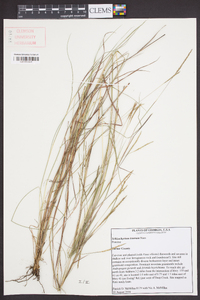 Schizachyrium tenerum image