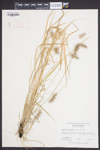 Setaria corrugata image