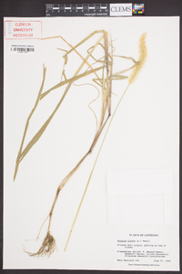 Pennisetum glaucum image