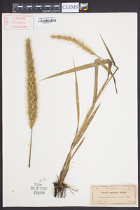 Setaria vulpiseta image