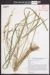 Sorghastrum elliottii image