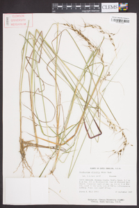 Sorghastrum elliottii image