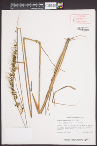 Sorghastrum secundum image