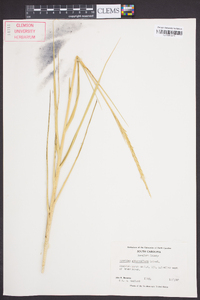 Spartina alterniflora image