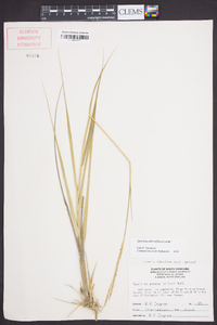 Spartina alterniflora image