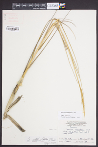 Spartina alterniflora image