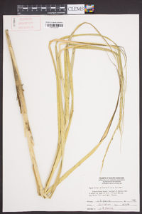 Spartina alterniflora image