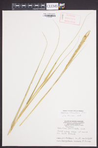 Spartina alterniflora image