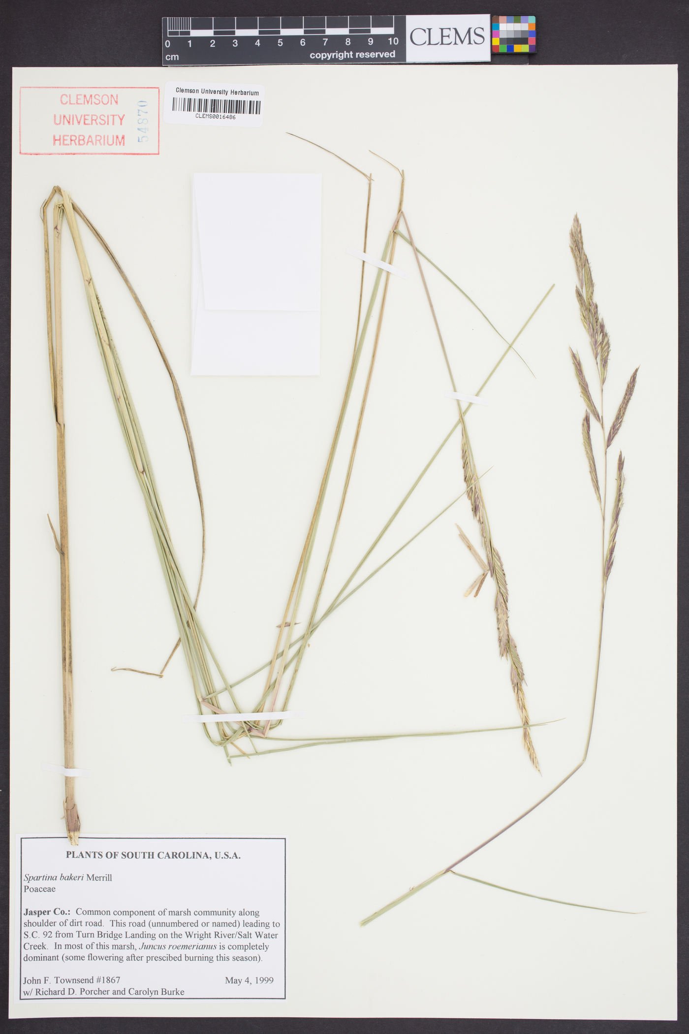 Spartina bakeri image