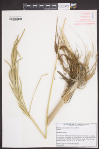 Spartina cynosuroides image