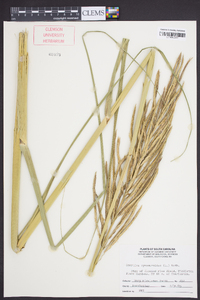 Spartina cynosuroides image