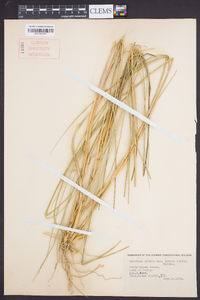 Spartina patens image