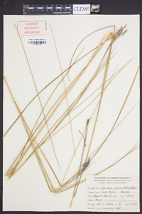 Spartina patens image