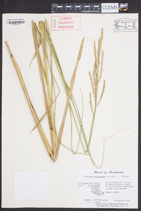 Spartina cynosuroides image