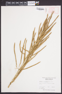 Spartina cynosuroides image