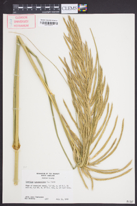 Spartina cynosuroides image