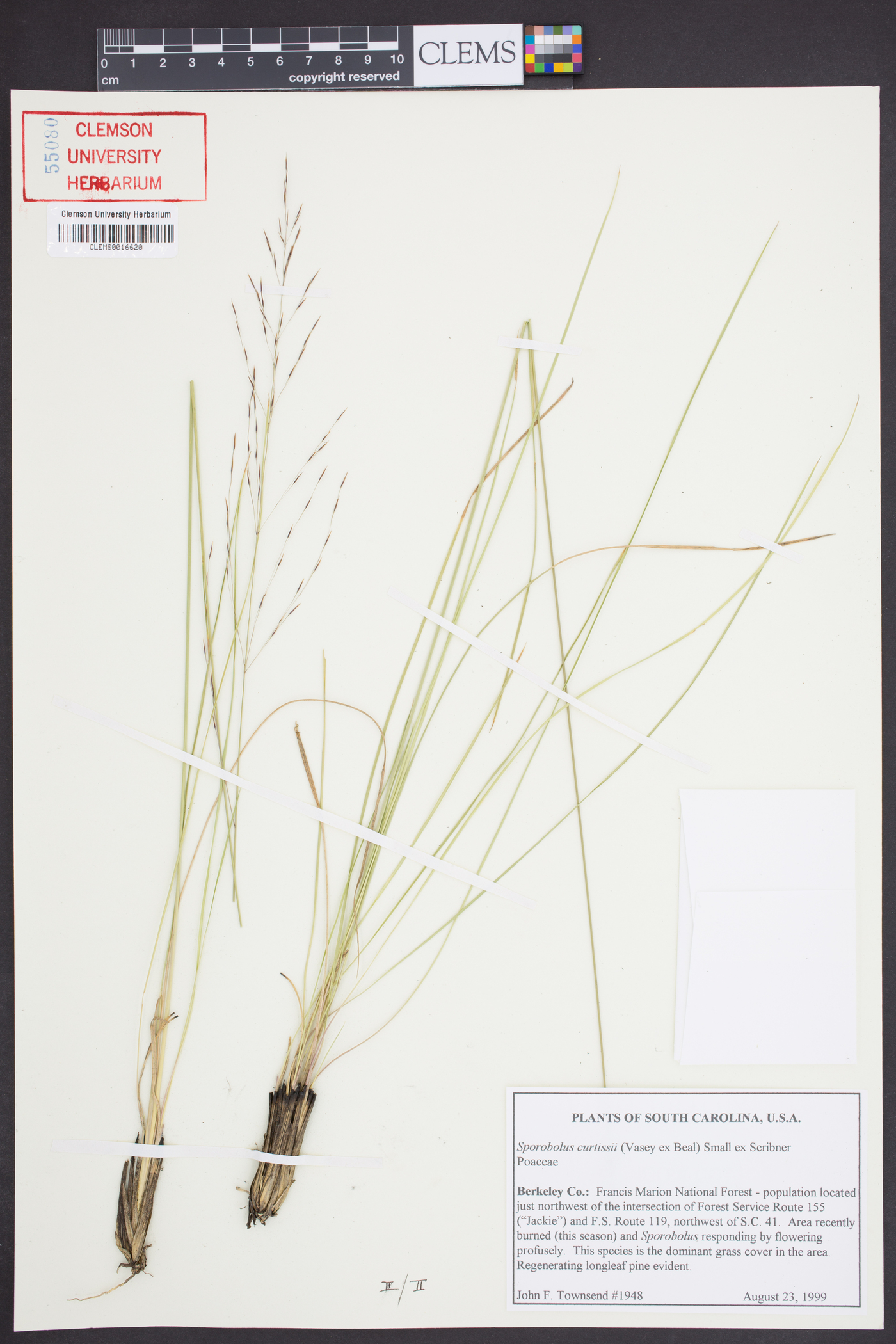 Sporobolus curtissii image