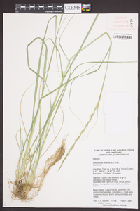 Sporobolus indicus image