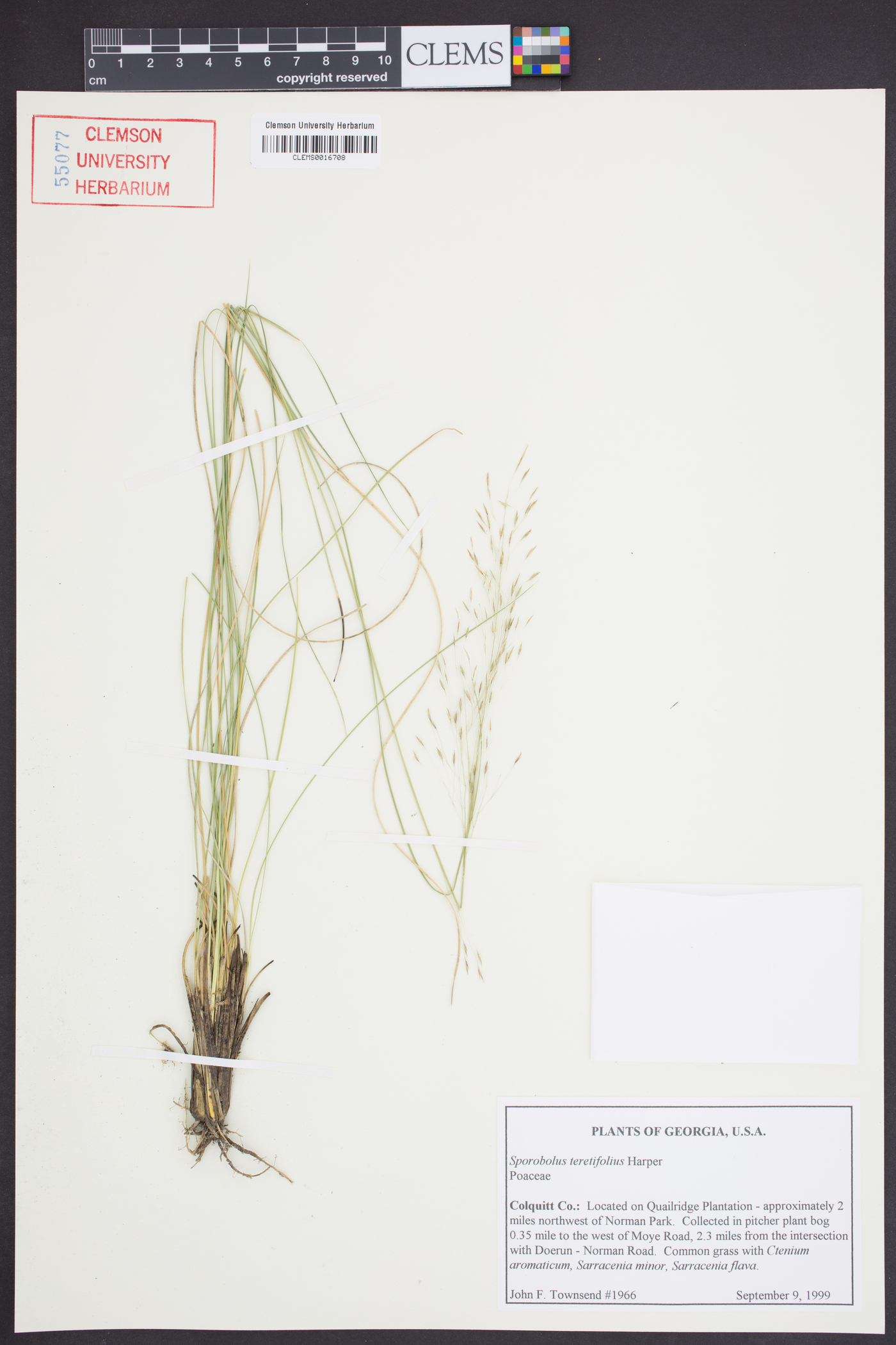 Sporobolus teretifolius image
