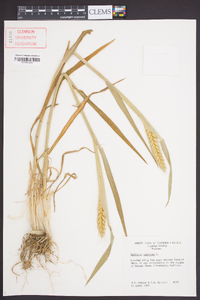 Triticum aestivum image