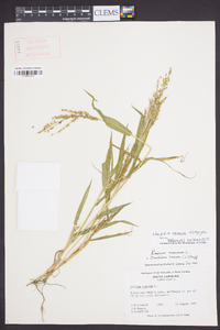 Urochloa ramosa image