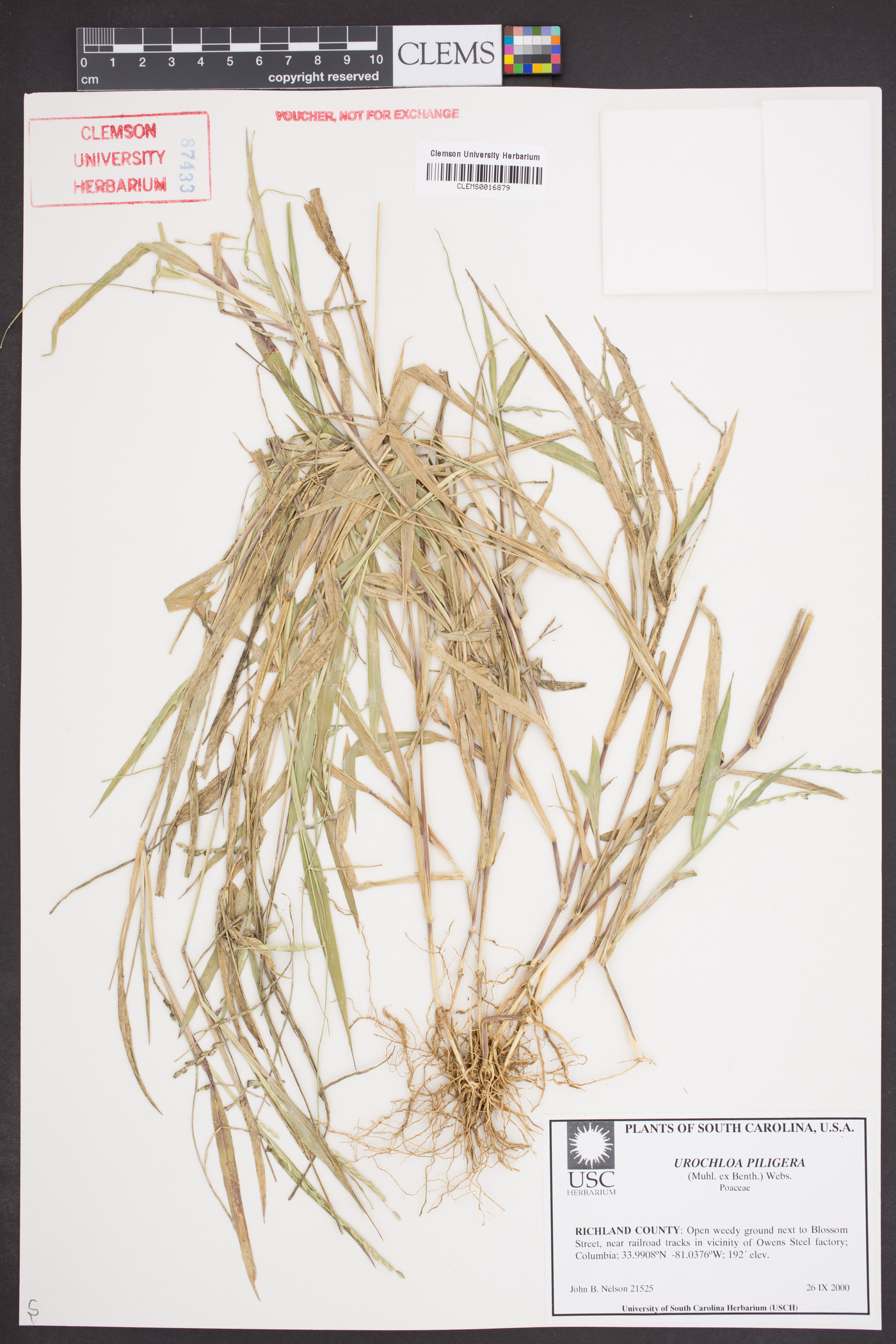 Urochloa piligera image