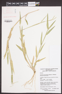 Urochloa platyphylla image