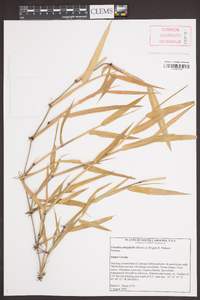 Urochloa platyphylla image