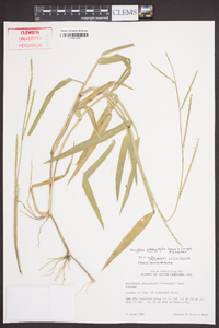 Urochloa platyphylla image