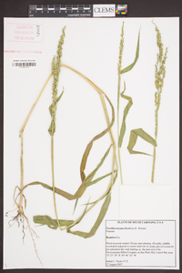 Urochloa texana image