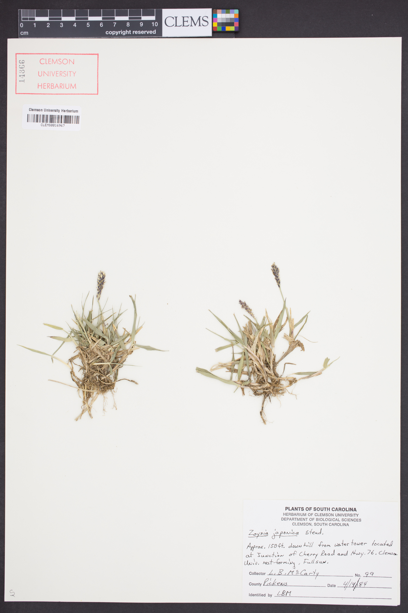 Zoysia japonica image