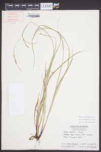 Carex debilis var. debilis image